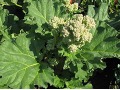 Rheum rhabarbarum 