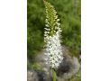 Eremurus 