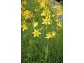 Hemerocallis lilioasphodelus - denivka
