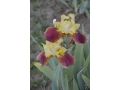 Iris x barbata Elatior  