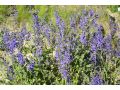 Salvia pratensis Ballet-Series 