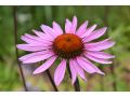 Echinacea purpurea 