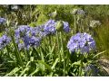 Agapanthus africanus - kalokvět, africká lilie