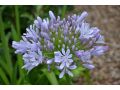 Agapanthus 