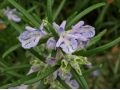 Rosmarinus officinalis 