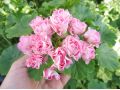 Pelargonium zonale 