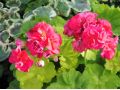 Pelargonium zonale 