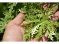 Pelargonium graveolens 