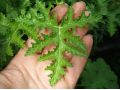 Pelargonium viscosissimum - pelargonie, muškát vonný
