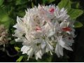 Pelargonium 