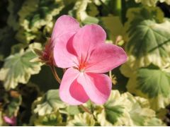 Pelargonium zonale  