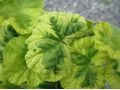 Pelargonium zonale  