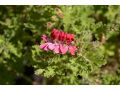 Pelargonium radula 