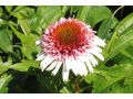 Echinacea 
