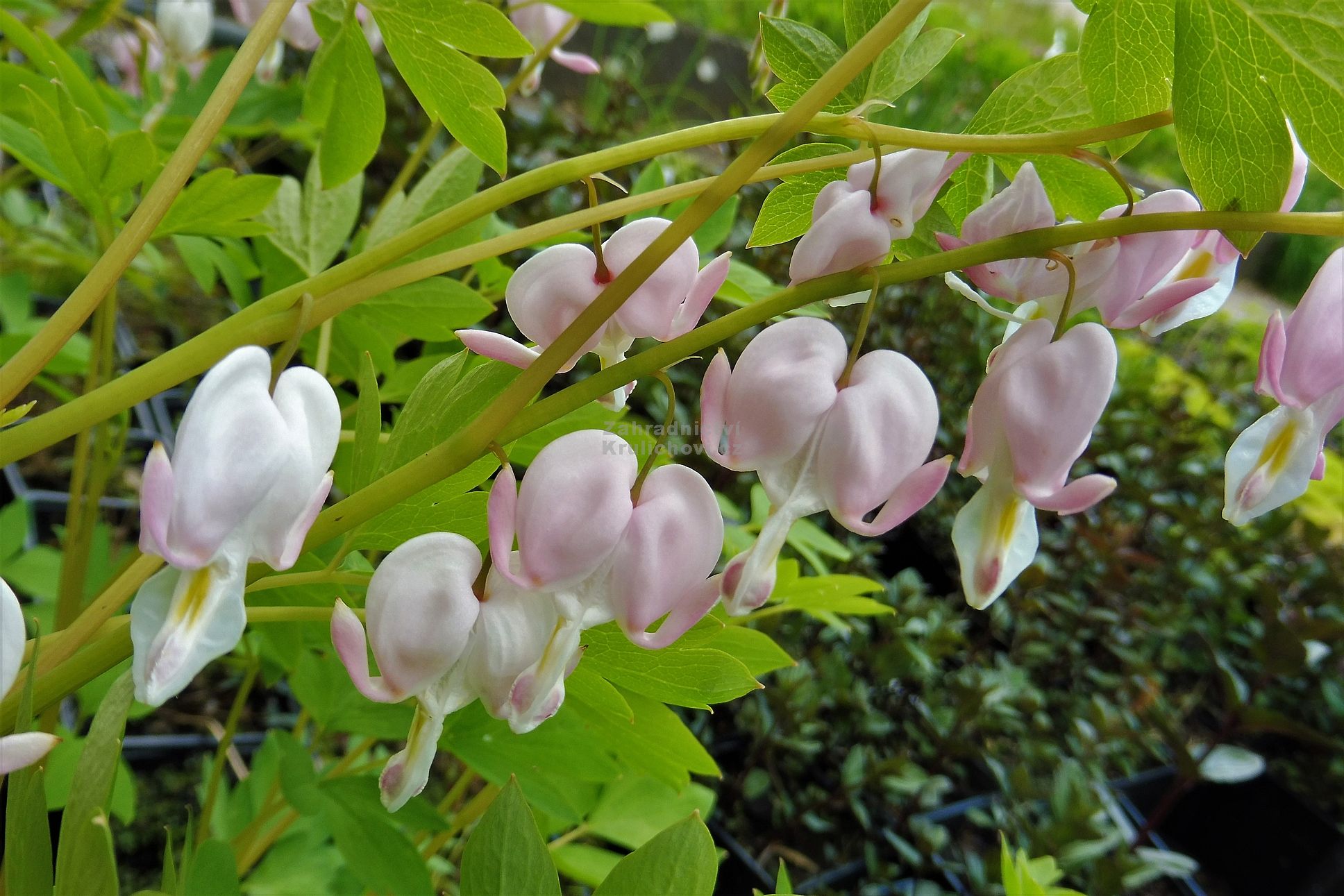 Dicentra spectabilis " Cupid " ® srdcovka Zahradnictví Krulichovi