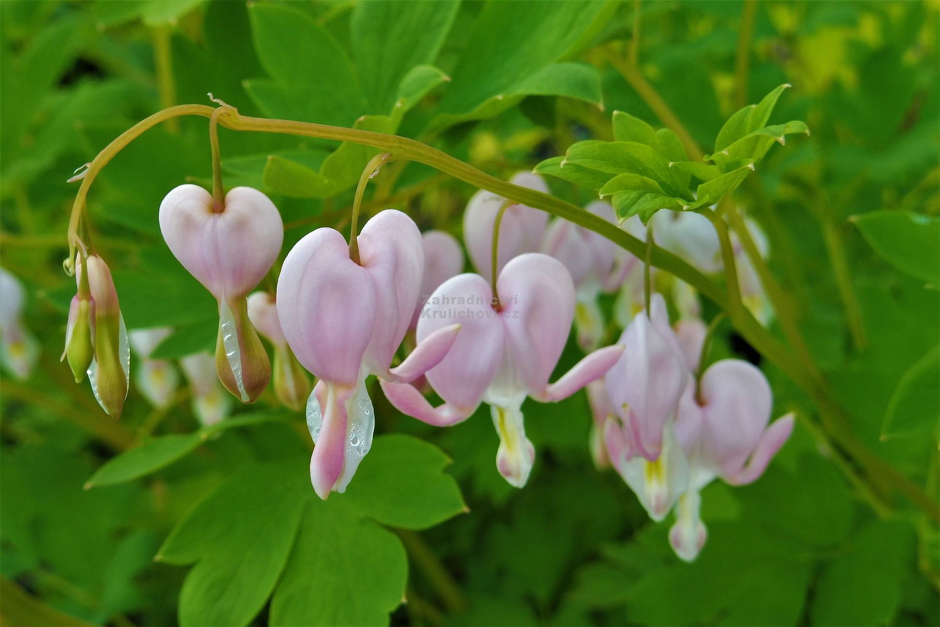 Dicentra spectabilis " Cupid " ® srdcovka Zahradnictví Krulichovi