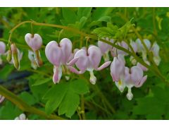 Dicentra spectabilis 