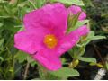 Cistus x pulverulentus 