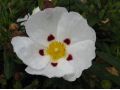 Cistus purpureus 