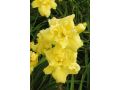 Hemerocallis 