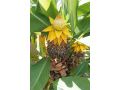 Musella lasiocarpa - trpasličí, žlutý, lotosový banán