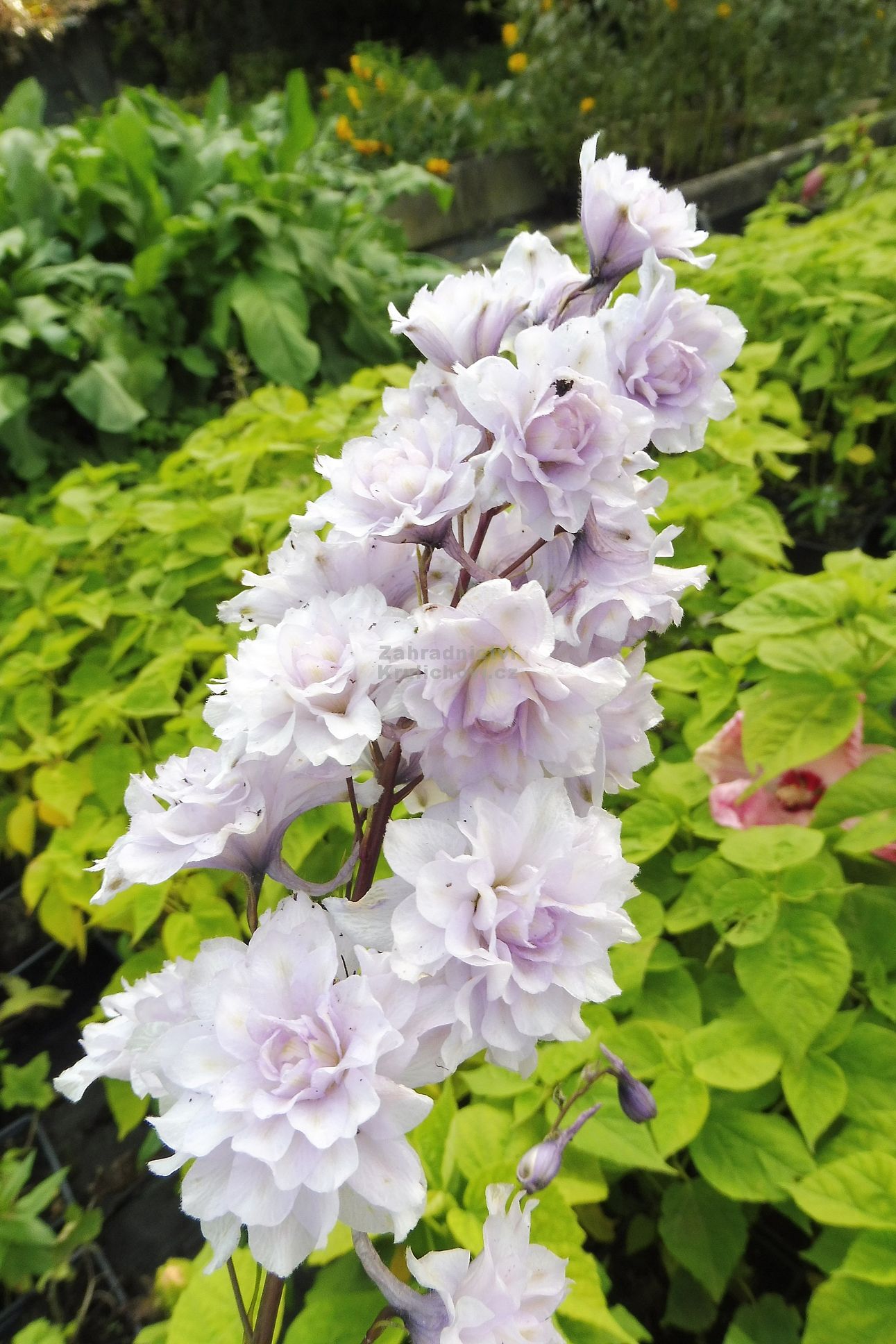 Delphinium " Highlander ® Cha Cha " - ostrožka, stračka plnokvětá