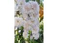 Delphinium  