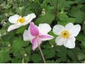 Anemone 