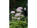 Thalictrum aquilegifolium  