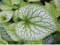 Brunnera macrophylla 