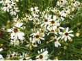 Coreopsis 