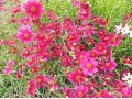 Coreopsis verticillata 