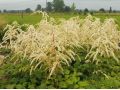 Astilbe thunbergii 