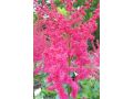 Astilbe chinensis 