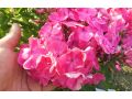 Phlox paniculata Bambini® 