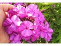 Phlox paniculata Bambini® 