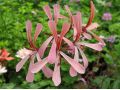 Pelargonium acetosum - pelargonie, vonný muškát