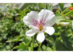 Pelargonium grandiflorum - pelargonie, muškát velkokvětý značka zahradnictví