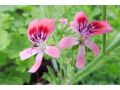 Pelargonium blandfordianum 