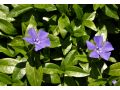 Vinca minor 