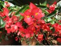 Begonia x hybrida 