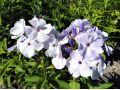 Phlox paniculata 