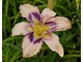 Hemerocallis 