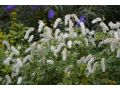 Sanguisorba albiflora - krvavec bělokvětý