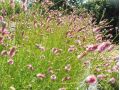 Sanguisorba officinalis ' Pink Tanna ' - krvavec lékařský, toten, kominíček