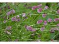 Sanguisorba officinalis 
