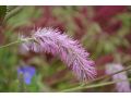 Sanguisorba magnifica - krvavec