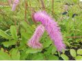 Sanguisorba hakusanensis 