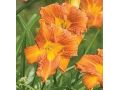 Hemerocallis EveryDaylily™ Bronze® - denivka