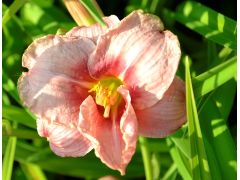 Hemerocallis EveryDaylily™ Cerise® - denivka značka zahradnictví